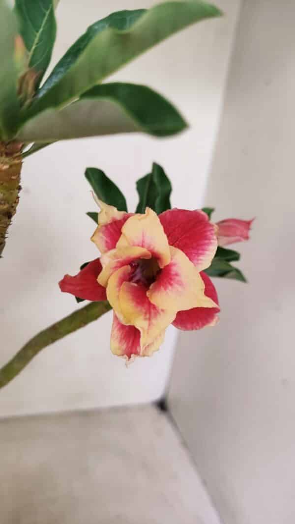 Planta Dobrada 3580 – 30cm – 02 anos - Imagem 1