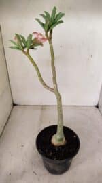 Planta Dobrada 3580 – 30cm – 02 anos - Imagem 5
