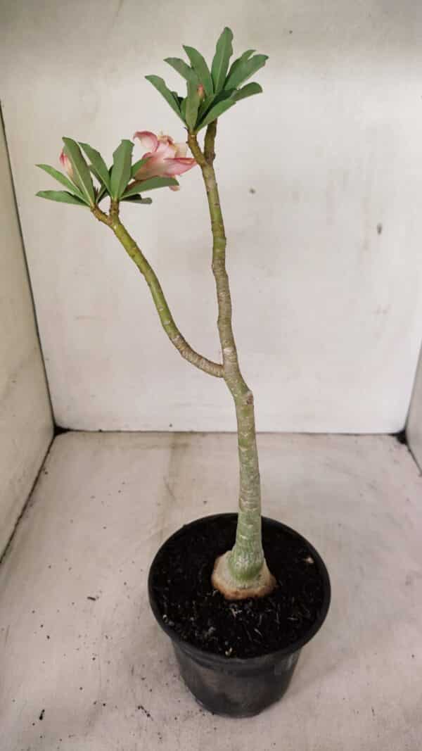 Planta Dobrada 3580 – 30cm – 02 anos - Imagem 5