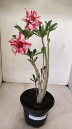 Planta Dobrada 3581 – 35cm – 03 anos - Imagem 2