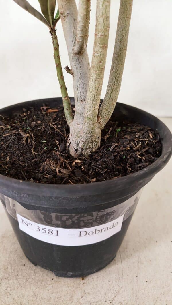 Planta Dobrada 3581 – 35cm – 03 anos - Imagem 7