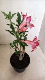 Planta Dobrada 3581 – 35cm – 03 anos - Imagem 6