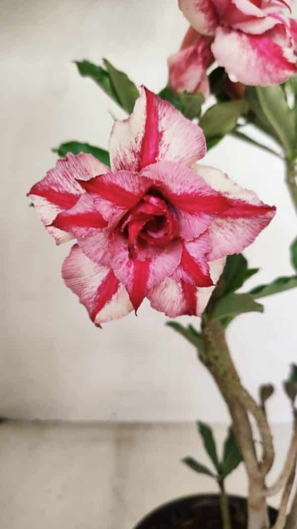 Planta Dobrada 3581 – 35cm – 03 anos - Imagem 1