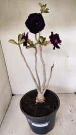 Planta Dobrada 3582 – 45cm – 03 anos - Imagem 5