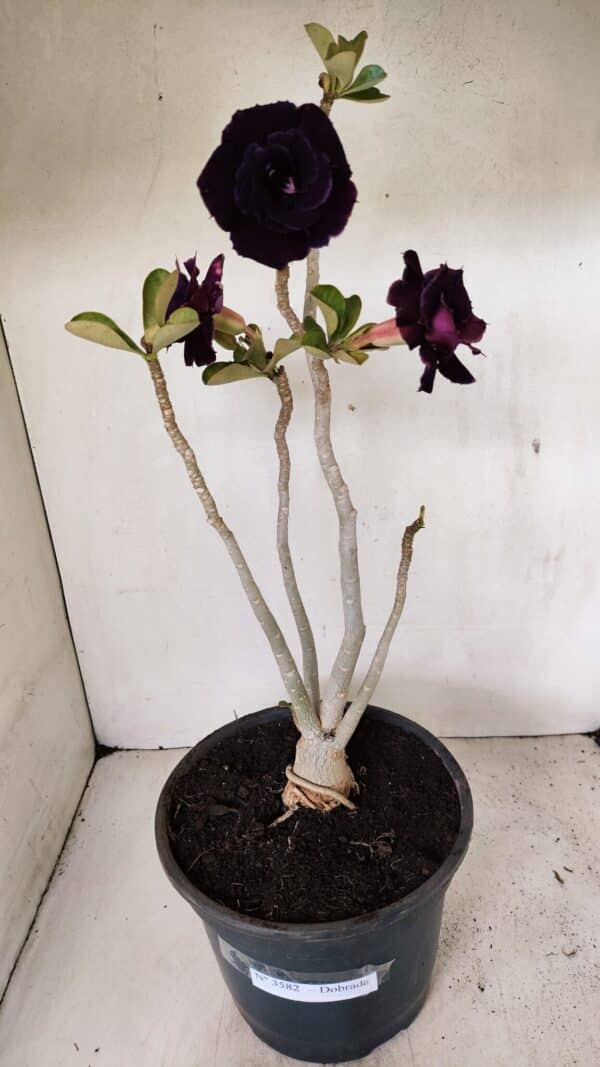 Planta Dobrada 3582 – 45cm – 03 anos - Imagem 5