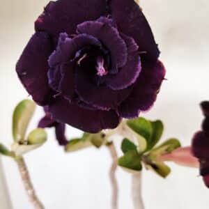 Planta Dobrada 3582 – 45cm – 03 anos