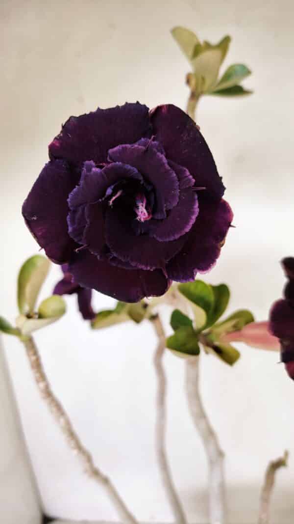 Planta Dobrada 3582 – 45cm – 03 anos - Imagem 1