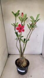 Planta Dobrada 3583 – 45cm – 03 anos - Imagem 2