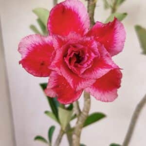 Planta Dobrada 3583 – 45cm – 03 anos