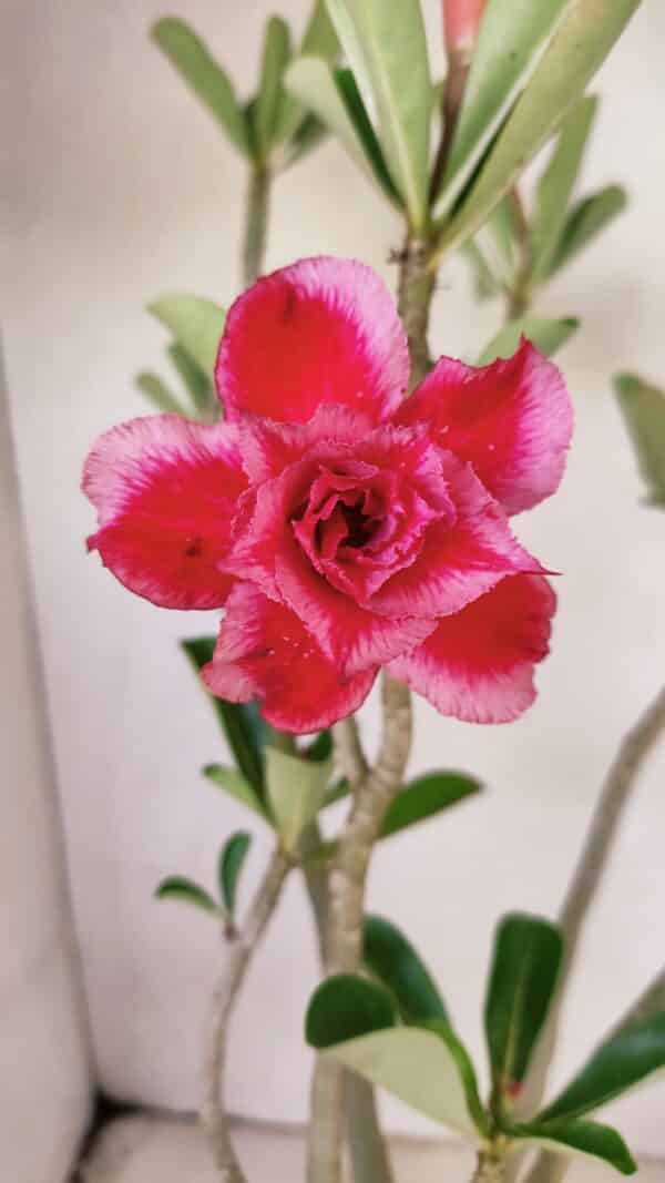 Planta Dobrada 3583 – 45cm – 03 anos - Imagem 1