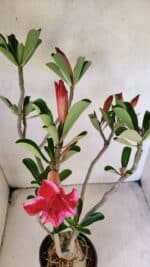 Planta Dobrada 3583 – 45cm – 03 anos - Imagem 4