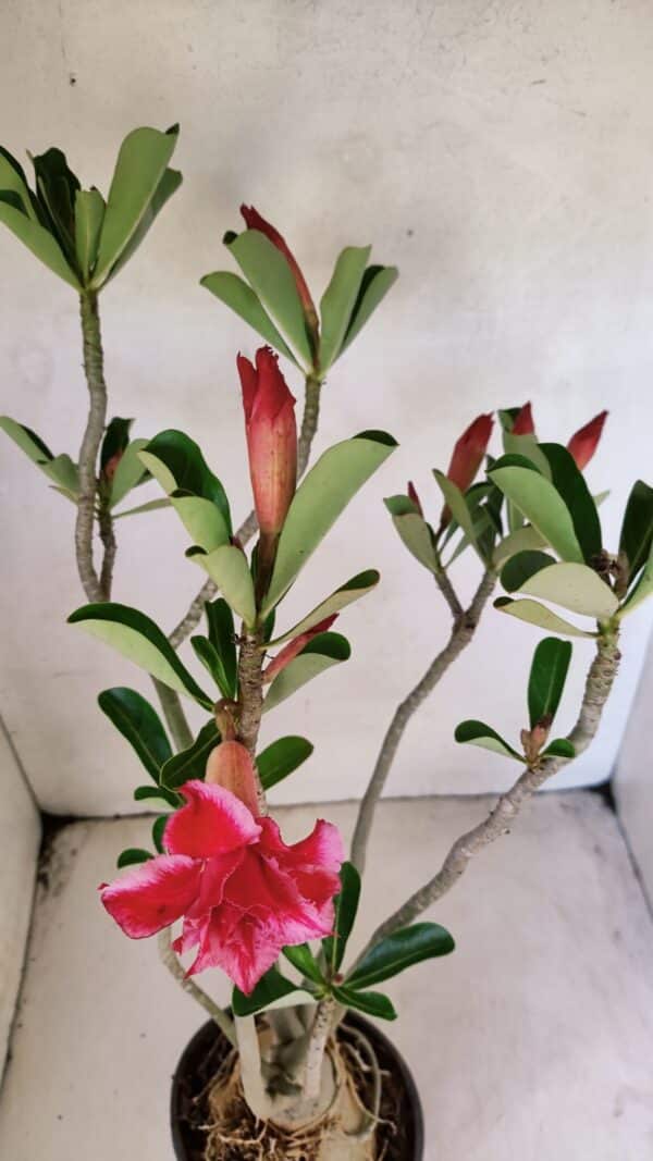 Planta Dobrada 3583 – 45cm – 03 anos - Imagem 4