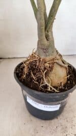 Planta Dobrada 3583 – 45cm – 03 anos - Imagem 8