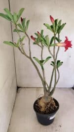 Planta Dobrada 3583 – 45cm – 03 anos - Imagem 7