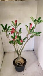 Planta Dobrada 3583 – 45cm – 03 anos - Imagem 6