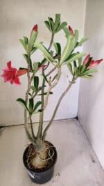 Planta Dobrada 3583 – 45cm – 03 anos - Imagem 5
