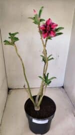 Planta Dobrada 3584 – 45cm – 03 anos - Imagem 2