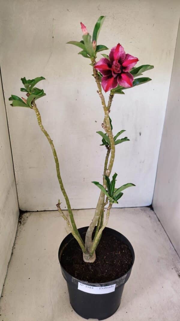 Planta Dobrada 3584 – 45cm – 03 anos - Imagem 2