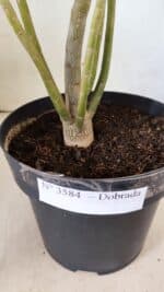 Planta Dobrada 3584 – 45cm – 03 anos - Imagem 6