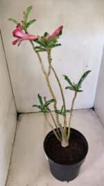 Planta Dobrada 3584 – 45cm – 03 anos - Imagem 5