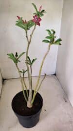 Planta Dobrada 3584 – 45cm – 03 anos - Imagem 4