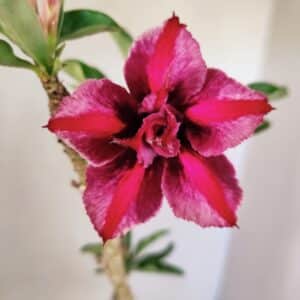 Planta Dobrada 3584 – 45cm – 03 anos