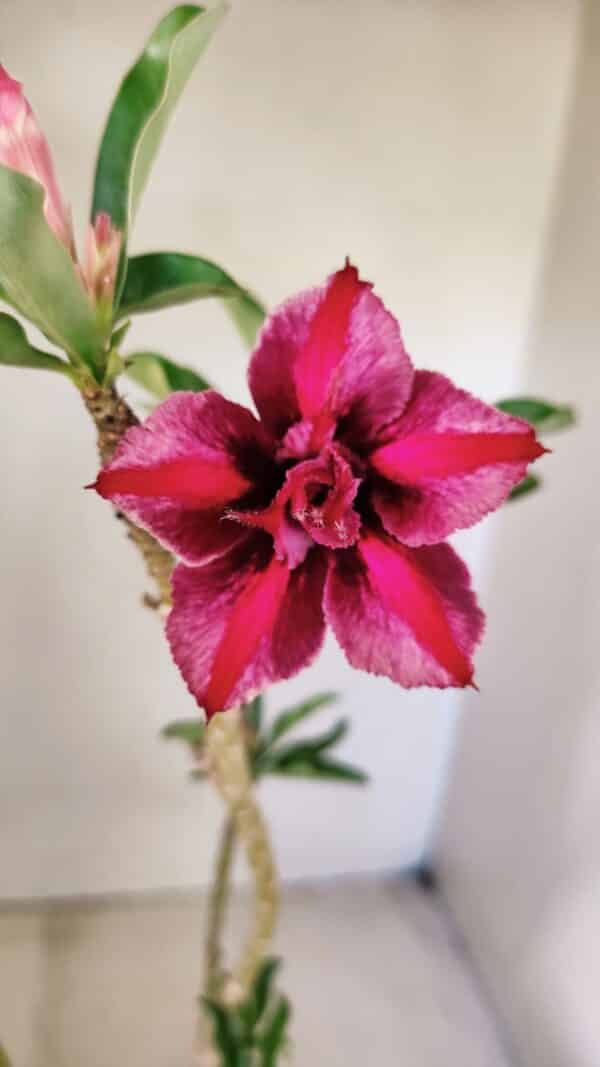Planta Dobrada 3584 – 45cm – 03 anos - Imagem 1