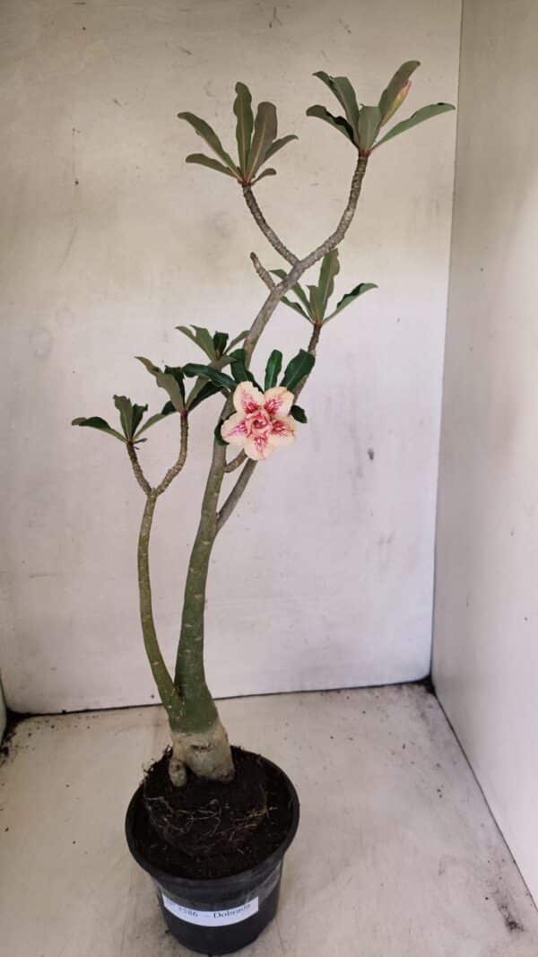 Planta Dobrada 3586 – 40cm – 03 anos - Imagem 2