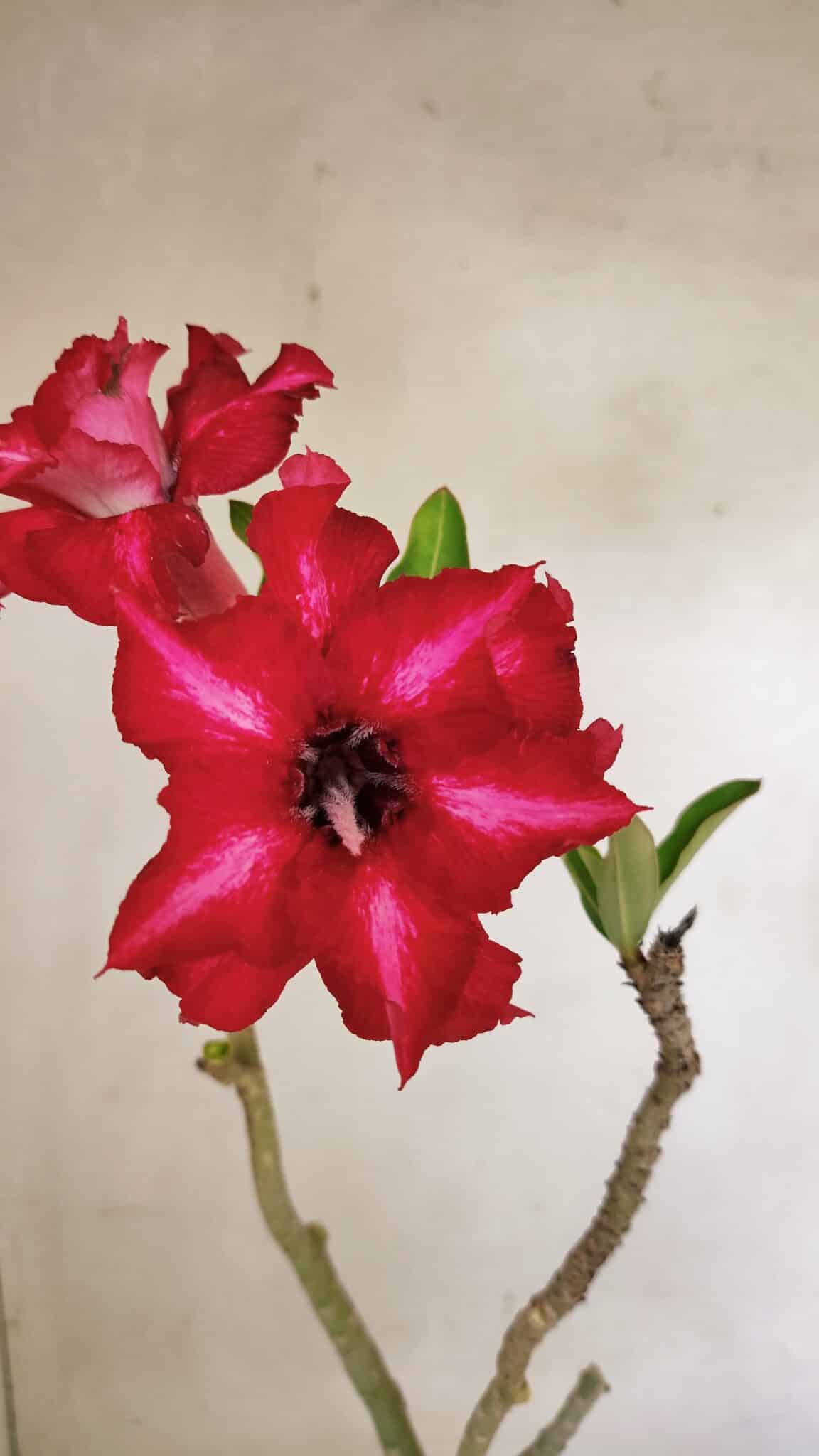 DOBRADA 3586 (2) Planta Dobrada 3586 – 35cm – 03 anos - Imagem 1