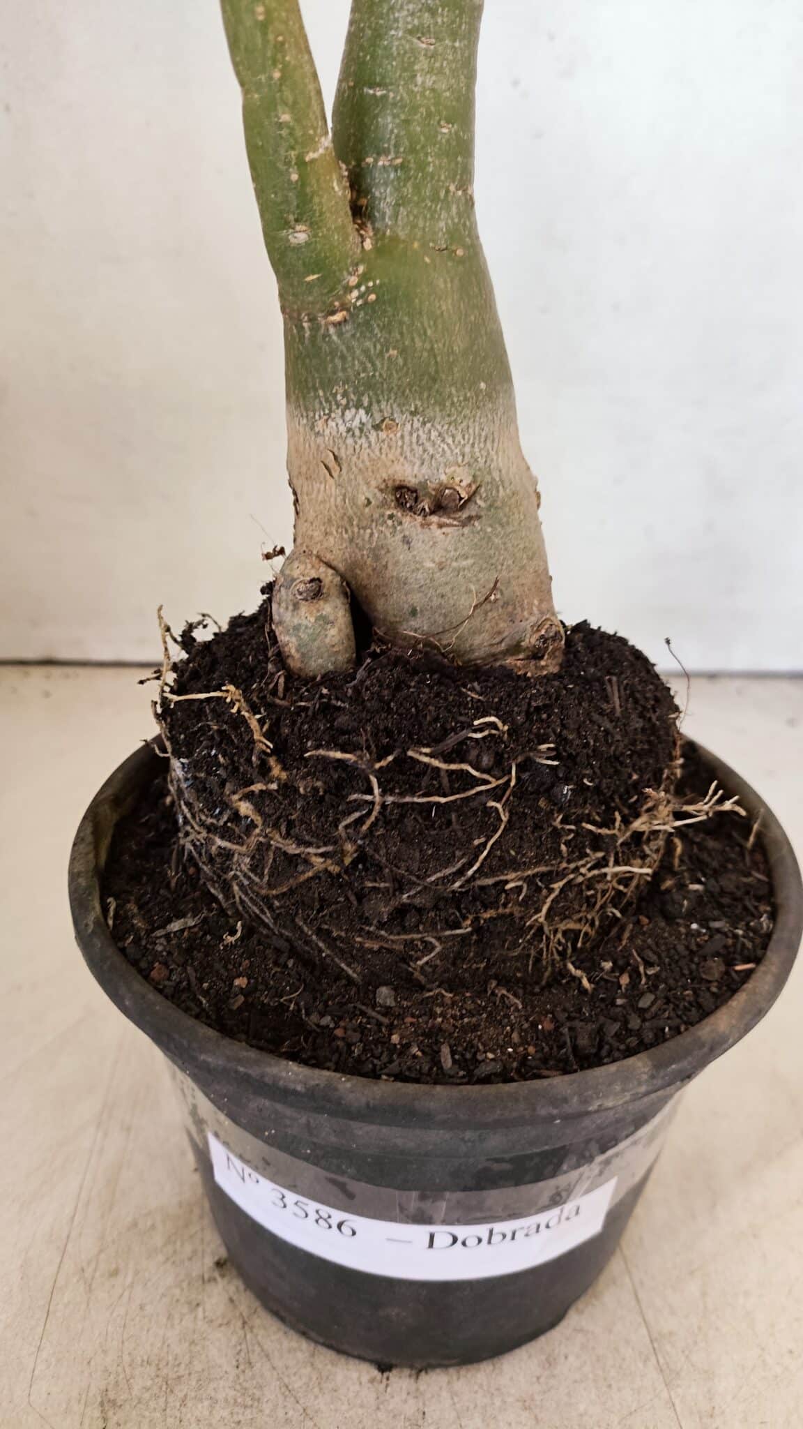 DOBRADA 3586 (2) Planta Dobrada 3586 – 40cm – 03 anos - Imagem 7