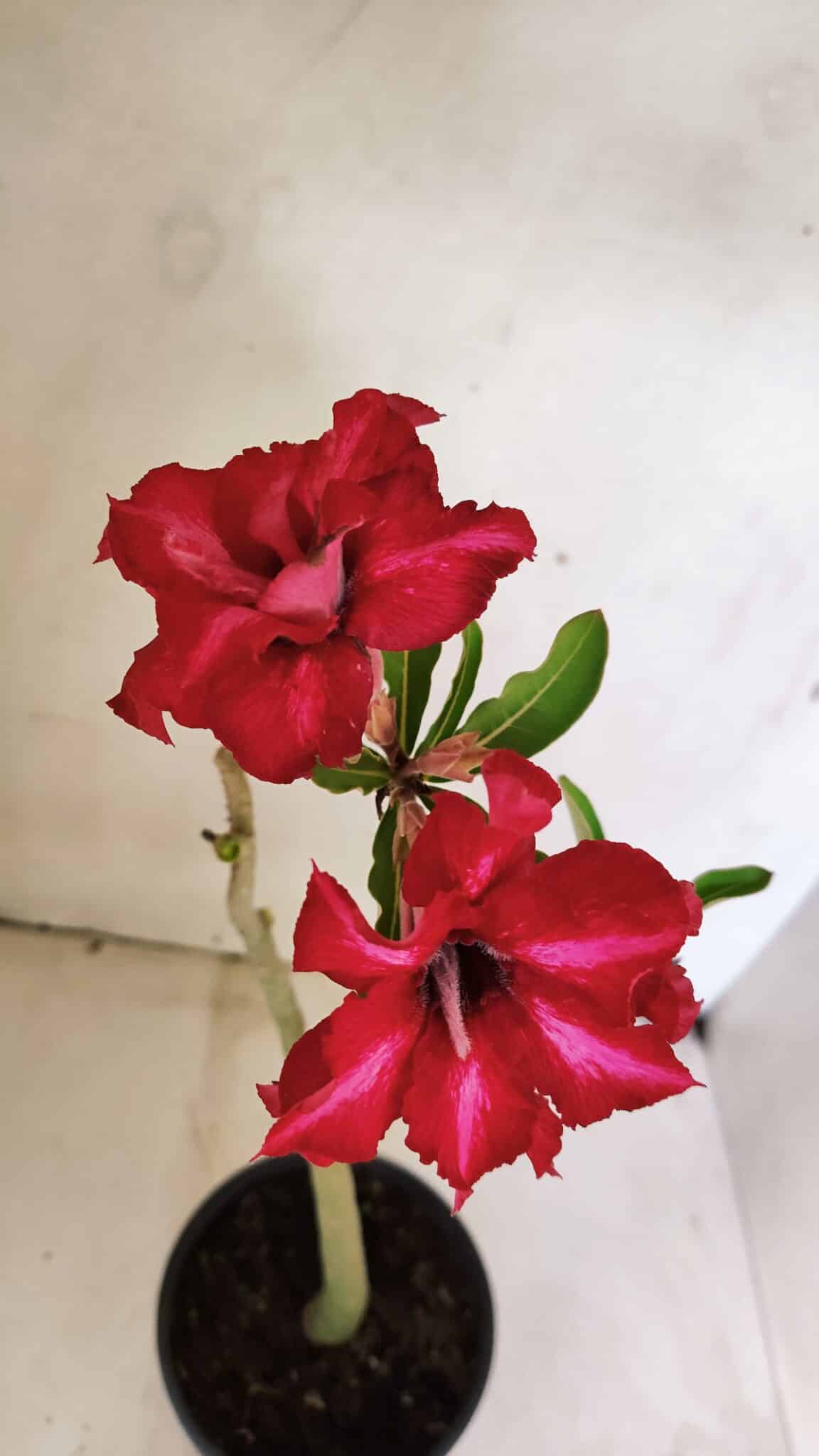 DOBRADA 3586 (3) Planta Dobrada 3586 – 35cm – 03 anos - Imagem 4