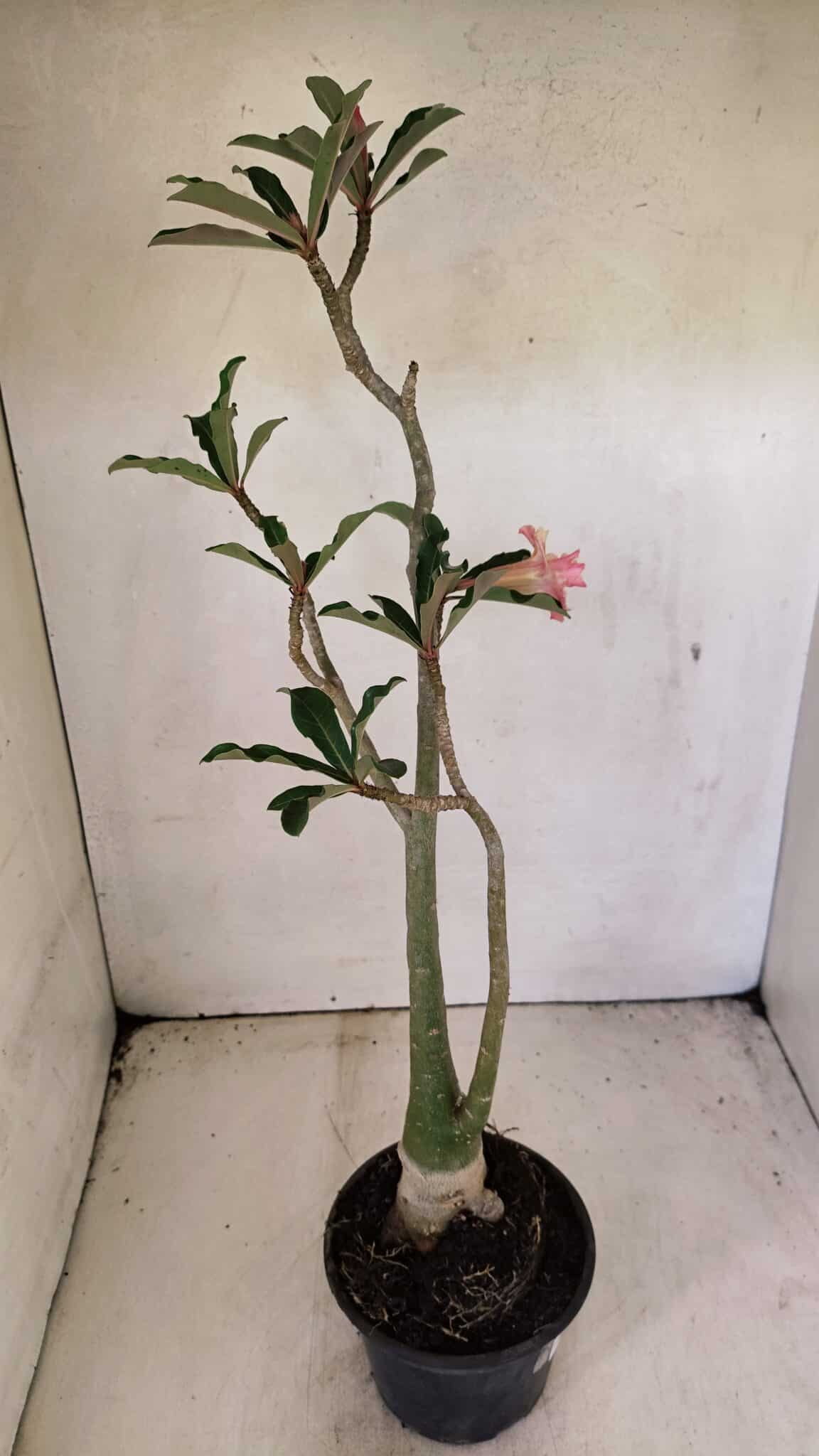 DOBRADA 3586 (3) Planta Dobrada 3586 – 40cm – 03 anos - Imagem 6