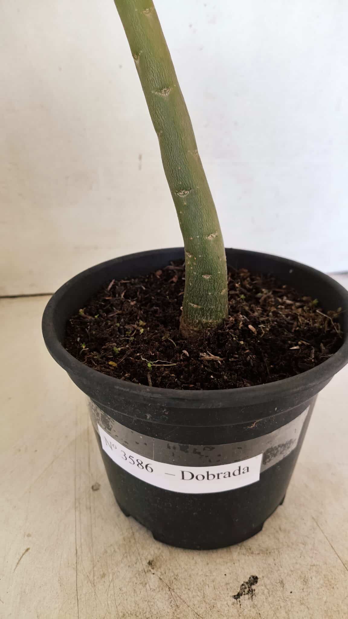 DOBRADA 3586 (4) Planta Dobrada 3586 – 35cm – 03 anos - Imagem 5