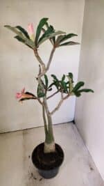 Planta Dobrada 3586 – 40cm – 03 anos - Imagem 5