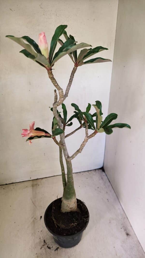 Planta Dobrada 3586 – 40cm – 03 anos - Imagem 5