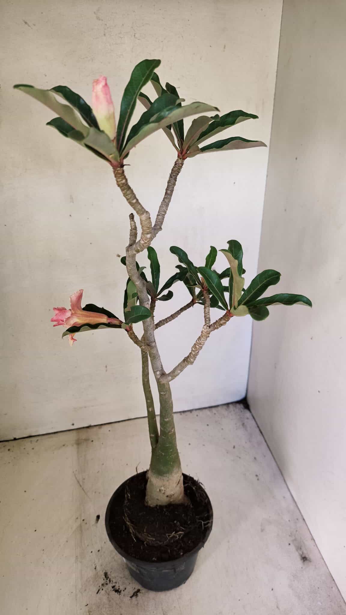 DOBRADA 3586 (4) Planta Dobrada 3586 – 40cm – 03 anos - Imagem 5