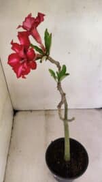 Planta Dobrada 3586 – 35cm – 03 anos - Imagem 2