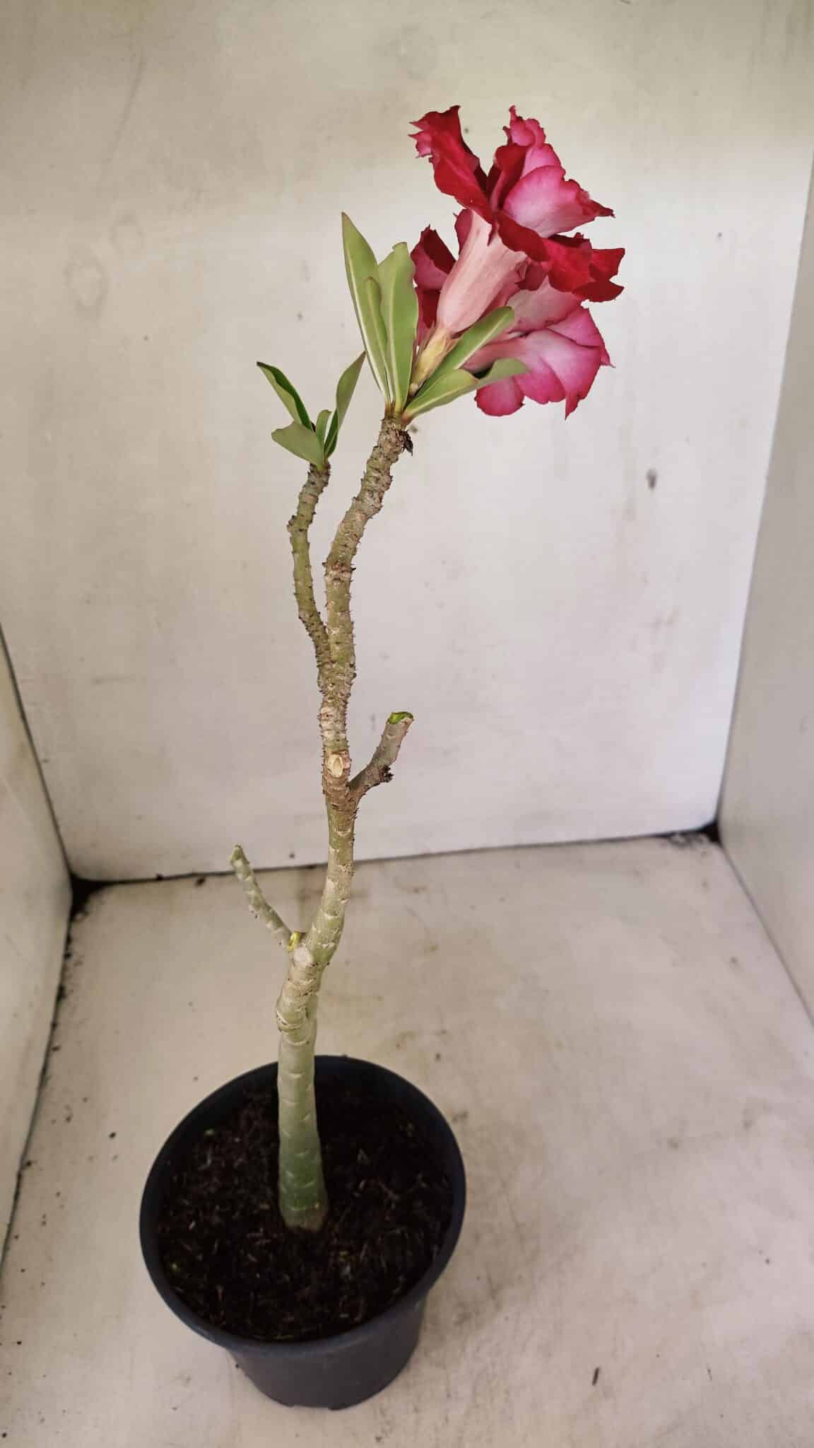 DOBRADA 3586 (6) Planta Dobrada 3586 – 35cm – 03 anos - Imagem 6