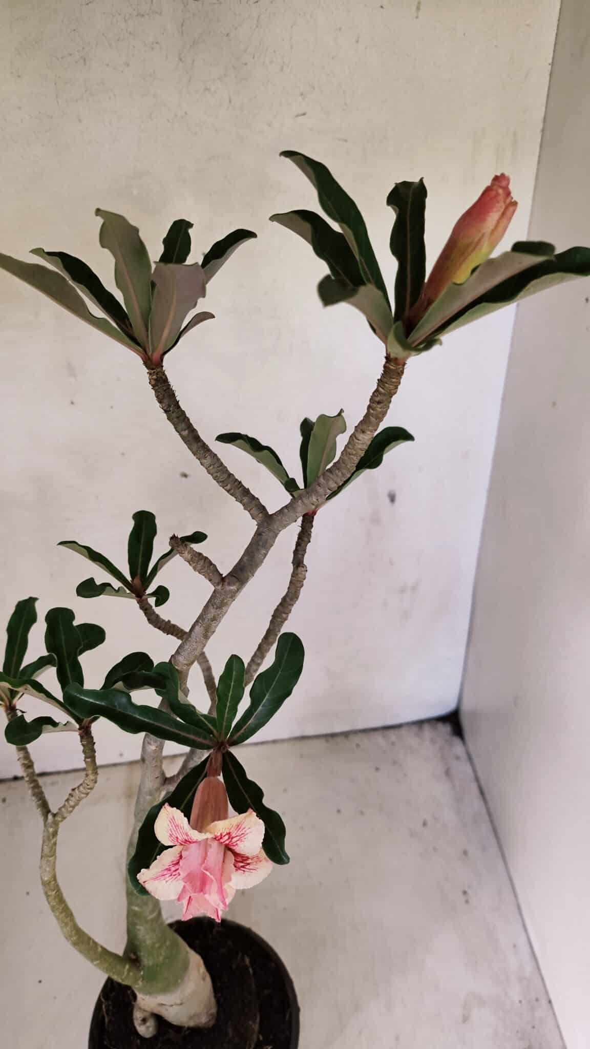 DOBRADA 3586 (6) Planta Dobrada 3586 – 40cm – 03 anos - Imagem 4
