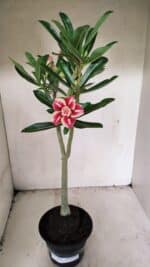 Planta Dobrada 3587 – 35cm – 03 anos - Imagem 2