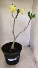 Planta Dobrada 3587 – 35cm – 03 anos - Imagem 4