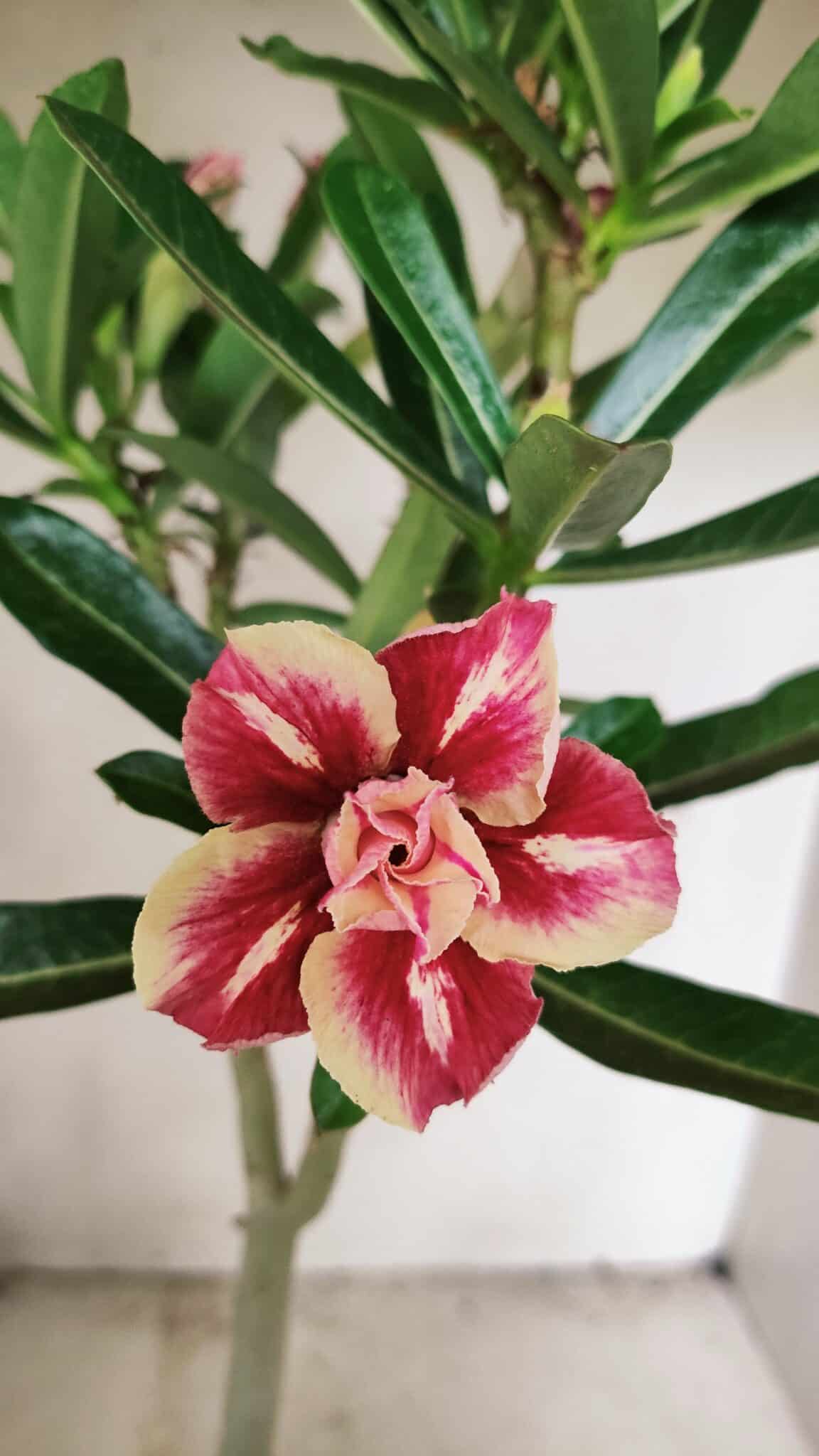 DOBRADA 3587 (2) Planta Dobrada 3587 – 35cm – 03 anos - Imagem 1