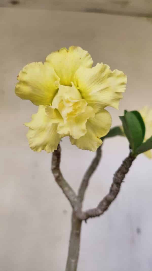Planta Dobrada 3587 – 35cm – 03 anos - Imagem 1