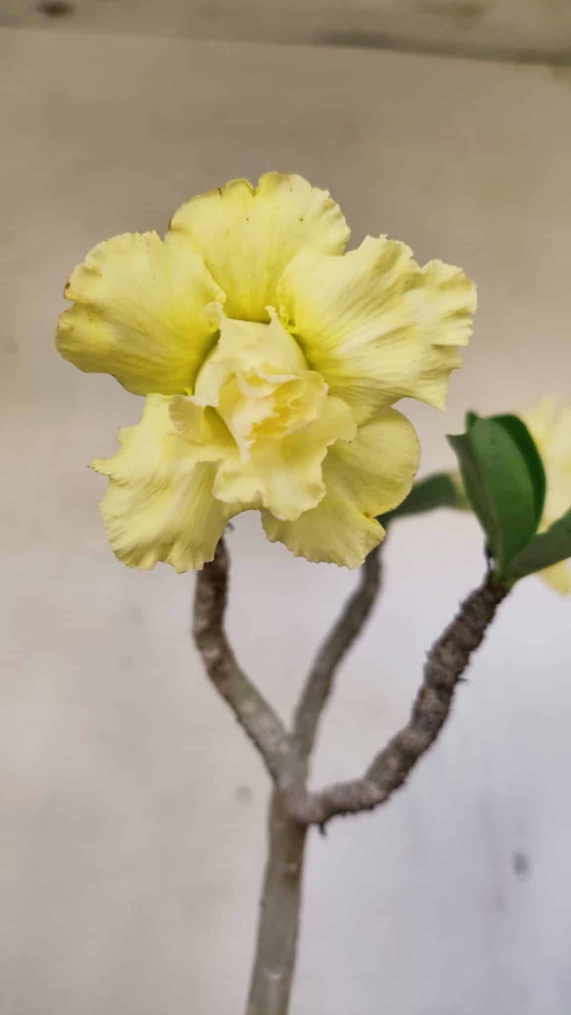 DOBRADA 3587 (2) Planta Dobrada 3587 – 35cm – 03 anos - Imagem 1