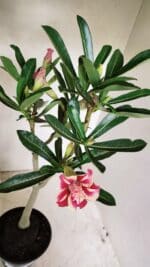 Planta Dobrada 3587 – 35cm – 03 anos - Imagem 6