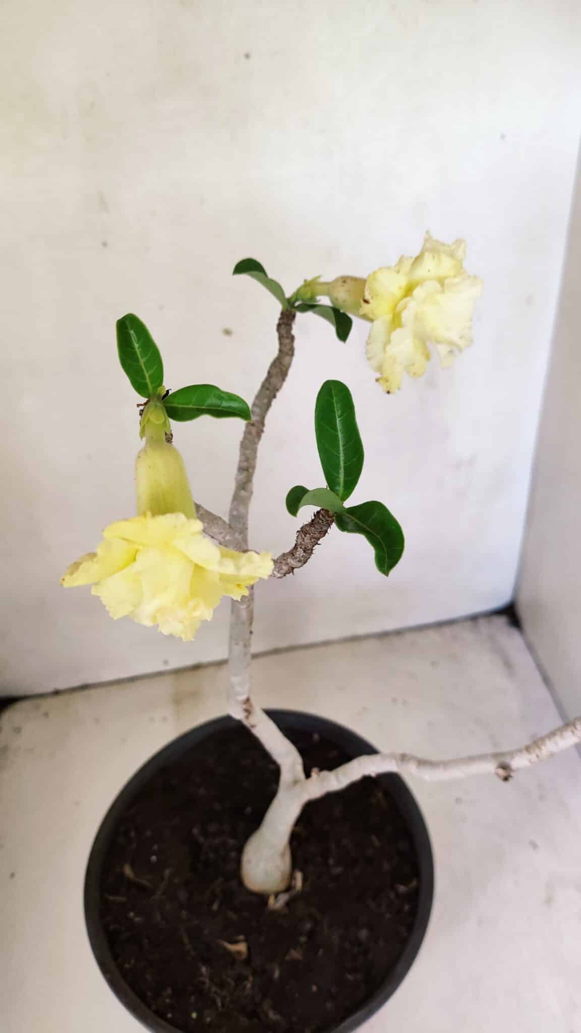 DOBRADA 3587 (3) Planta Dobrada 3587 – 35cm – 03 anos - Imagem 7