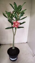 Planta Dobrada 3587 – 35cm – 03 anos - Imagem 4