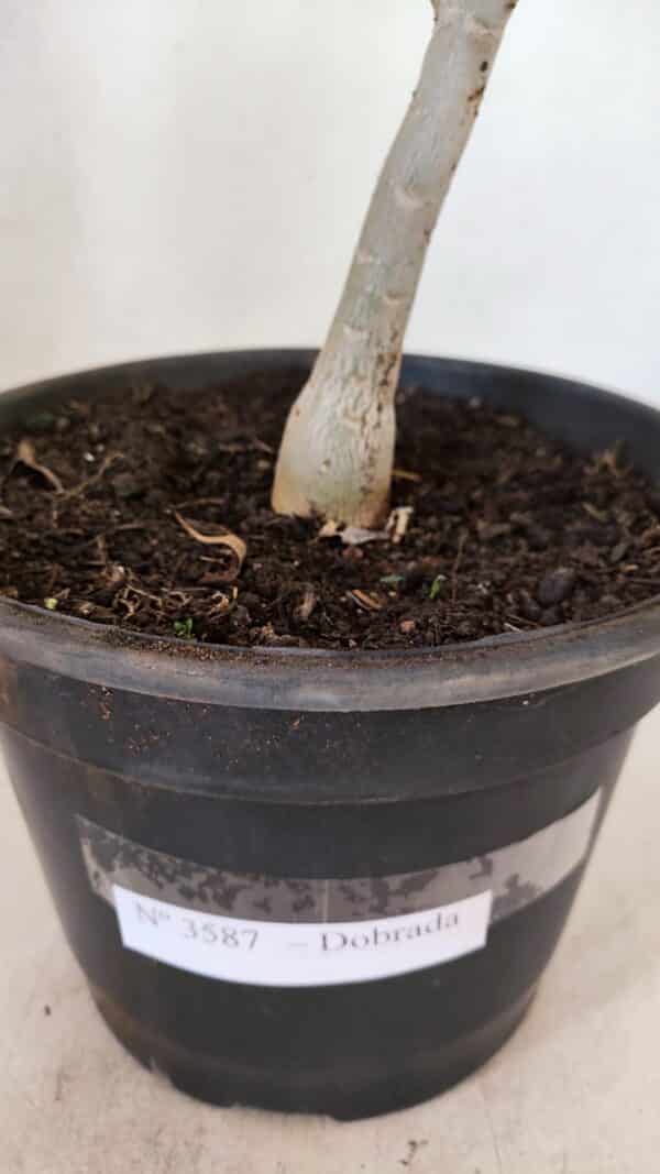 Planta Dobrada 3587 – 35cm – 03 anos - Imagem 6