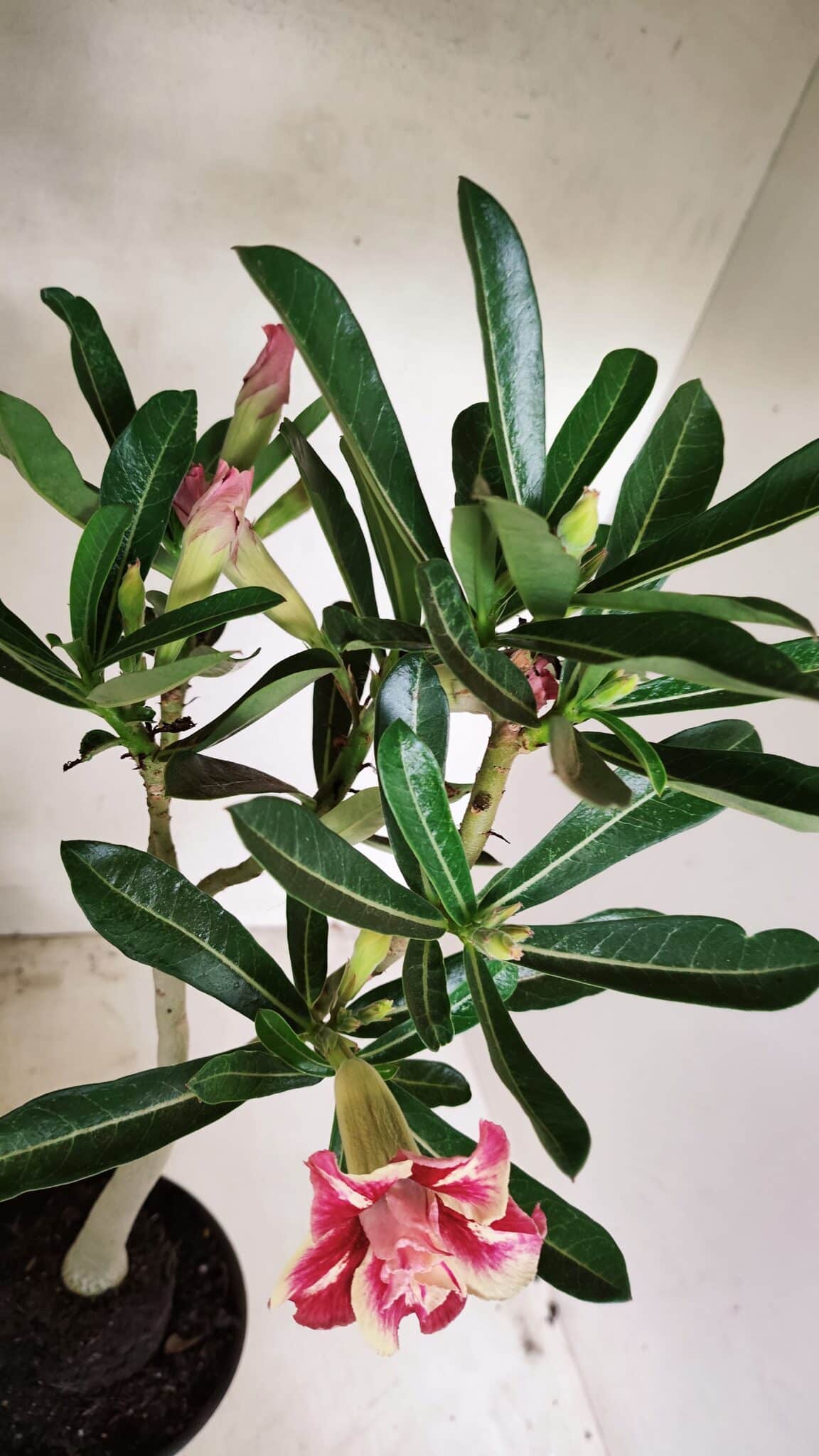 DOBRADA 3587 (5) Planta Dobrada 3587 – 35cm – 03 anos - Imagem 8