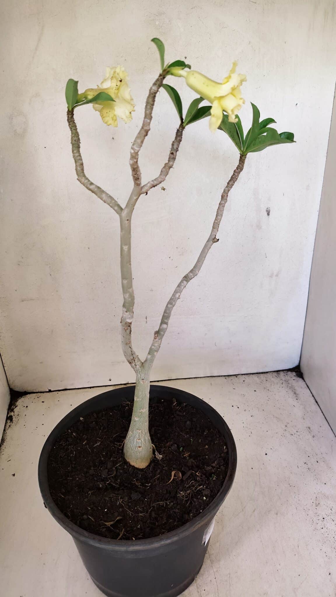 DOBRADA 3587 (5) Planta Dobrada 3587 – 35cm – 03 anos - Imagem 5